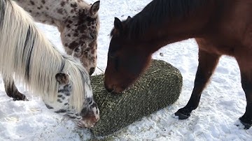 Hay Chix Small Square Bale Net Review // Versatile Horsemanship