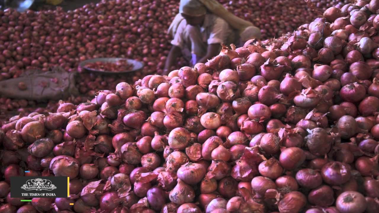 Egypt Onions Still in Warehouses | Local Supplies to APMC Pick up