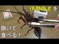 【豪華】活きた伊勢海老を捌いて新鮮なお刺身とボイル(塩茹で)、出汁たっぷりの味噌汁を作ってみた【高級食材】