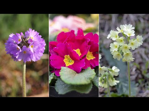 Video: Variedades Y Tipos De Prímula (44 Fotos): Viale Y Japonés, Polyanthus Y Malakoids, Aurícula Y Otras Variedades De Flores, Especialmente Las Variedades 