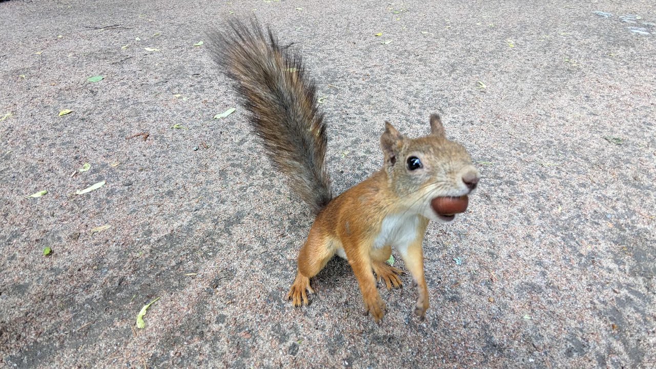 Von Sankt Petersburg nach Tallinn: Auf Entdeckungstour durch Russland und Estland