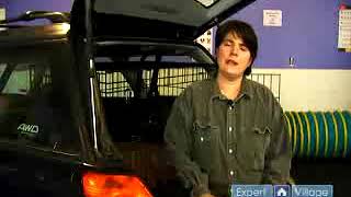 How to Find Pet Friendly Hotels