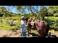 Así ensilla su CABALLO Un Señor de rancho