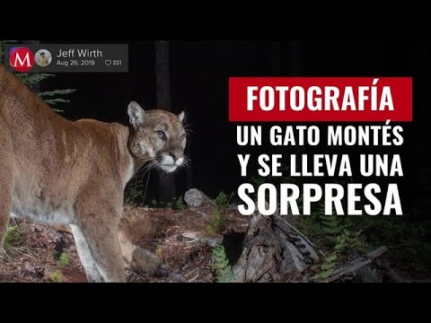 Hombre pone cámara para fotografiar un gato montés y se lleva una sorpresa