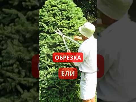 Видео: Как наричате вечнозелено дърво?