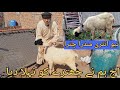 Sheep 🐑 Bathing Tips🐑| Chhatre Ko Nahlane Ka Sahi Tareeqa