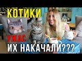 Кошачье кафе на Пхукет - Сонные Наркоманы!? Жалко Котиков, ЧТО с ними?