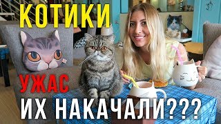 Кошачье кафе на Пхукет - Сонные Наркоманы!? Жалко Котиков, ЧТО с ними? Кошачье кафе на Пхукет - Сонные Наркоманы!? Жалко Котиков, ЧТО с ними?