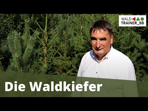 Video: Was bedeutet Kiefernwald?