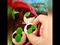 Trồng cây trong vỏ trứng