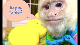 Capuchin Monkey Easter
