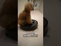 もしかして、お姉ちゃんに遊ばれてる？ #dog #cutedog