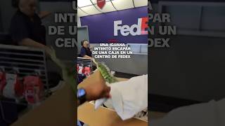 Una iguana intentó escapar de una caja en un centro de FedEx