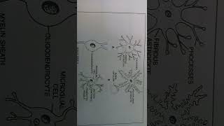 GLIAL CELLS AND THEIR TYPES/ CONTENT BUILDING/SUBSCRIBE FOR MORE
