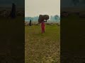 धान जाईब ना काटे