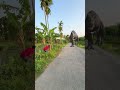 T-Rex Chase | Jurassic World dinosaur Fan Club #shorts #dinosaurs #dinosaurios #dinosaurvideo #vfx