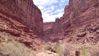 All the Wild that Remains