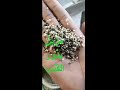 مزيل بذور القنب