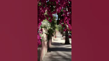 حالات واتس آيات قرآنية وأدعية تيك توك صلوا على الرسول صلى الله عليه وسلم 