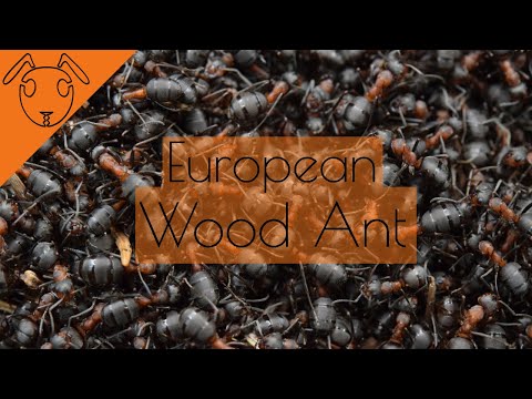 The European Wood Ant -Short Documentary