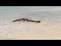 Unknown creature found on barrier islands