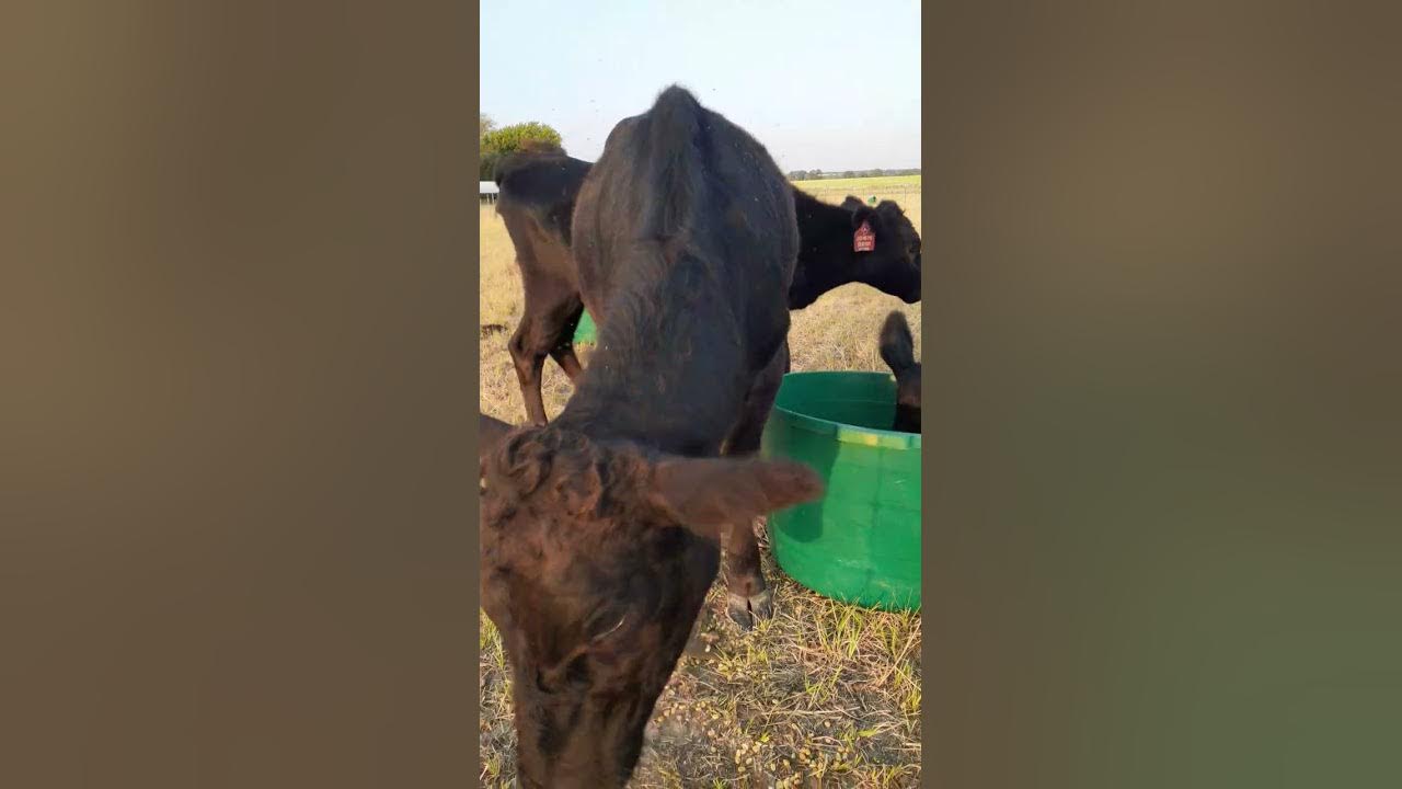 Cattle Cubes for our Dexter Cows! YouTube