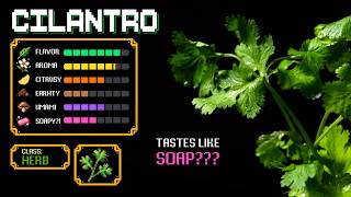 What Nobody Tells You About Cilantro