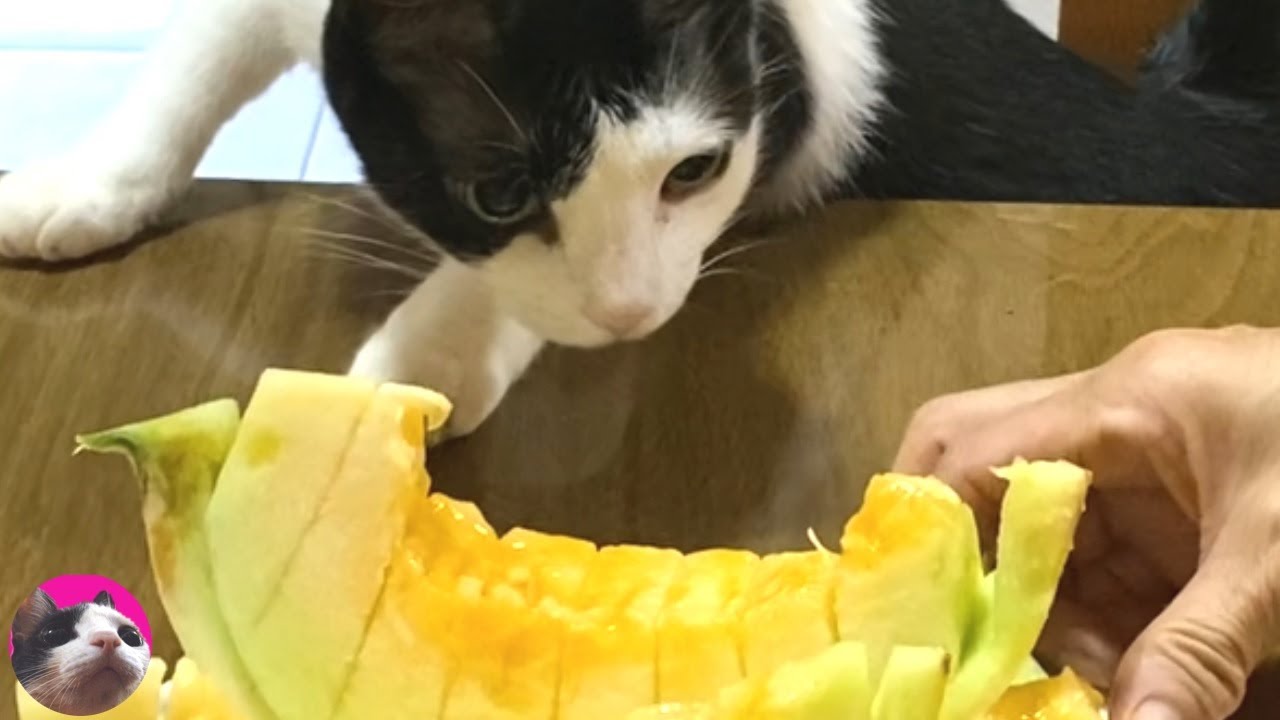 ニオイで寄ってきたけど猫ってメロン食べるの Youtube