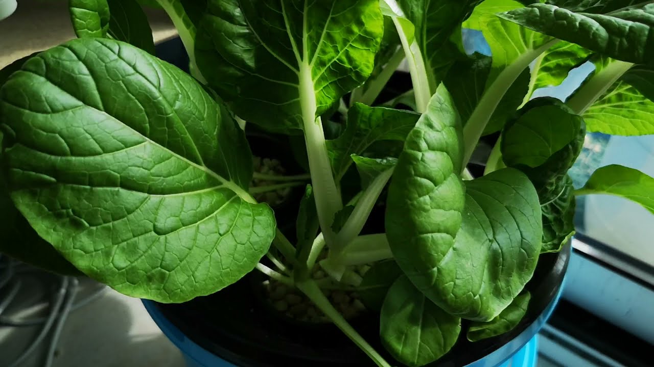 Hydroponie le chou chinois en seaux méthode Kratky