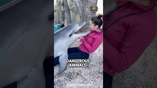 Why Dolphis Are Dangerous For Humans