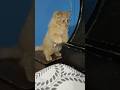 #cat 😺😺ka standup action apne nahi dekha hoga...?
