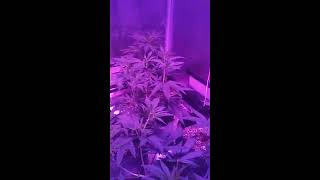 How to grow Lowkey 101 pt.29 Room temperature