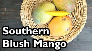 Truly Tropical Mango Varieties- ‘Southern Blush’