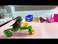 Bird Training:smart lovebird parrot l smart little cute parrot #training#smartparrot#cute