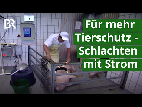 Video: Wie Schlachtet Man Ein Schwein