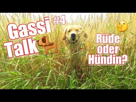 Gassi Talk #4 / Rüde oder Hündin? / Unterschiede