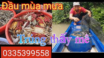 Cung cấp lú thái lan hôm cải tiến 0335399558. Mưa đầu mùa dặt 12 cửa ngục trúng tôm cua quá nhiều.