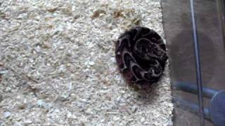 Bitis Arietans Puffottern
