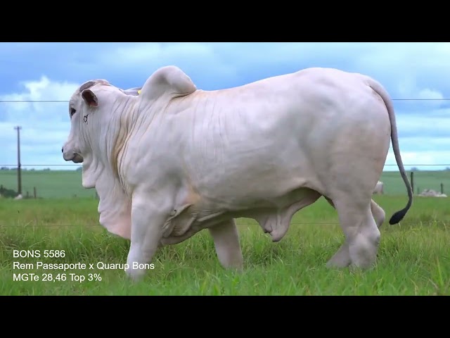 Lote 47   Leilão Virtual Especial Bonsucesso