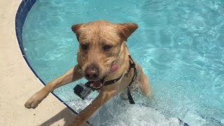 Dog Jumps into pool [GoPro] by Sam Gosiewski 8,405 views 8 years ago 1 minute, 34 seconds
