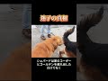 コーギー:僕が歩き疲れて「帰る!」って駄々をこねなきゃ、この家はバラバラになるところだったよ!