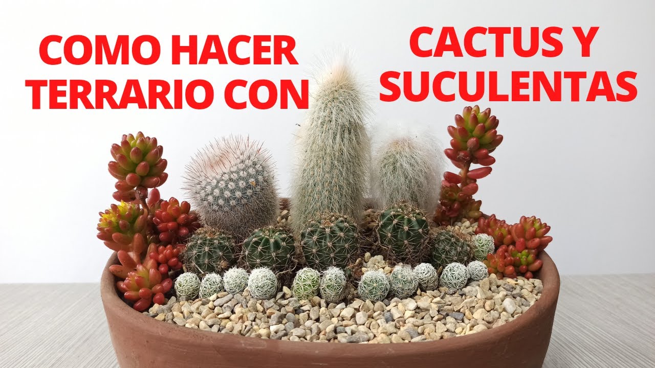 violación despensa Delincuente Como hacer TERRARIO CON CACTUS FACIL Y RAPIDO - YouTube