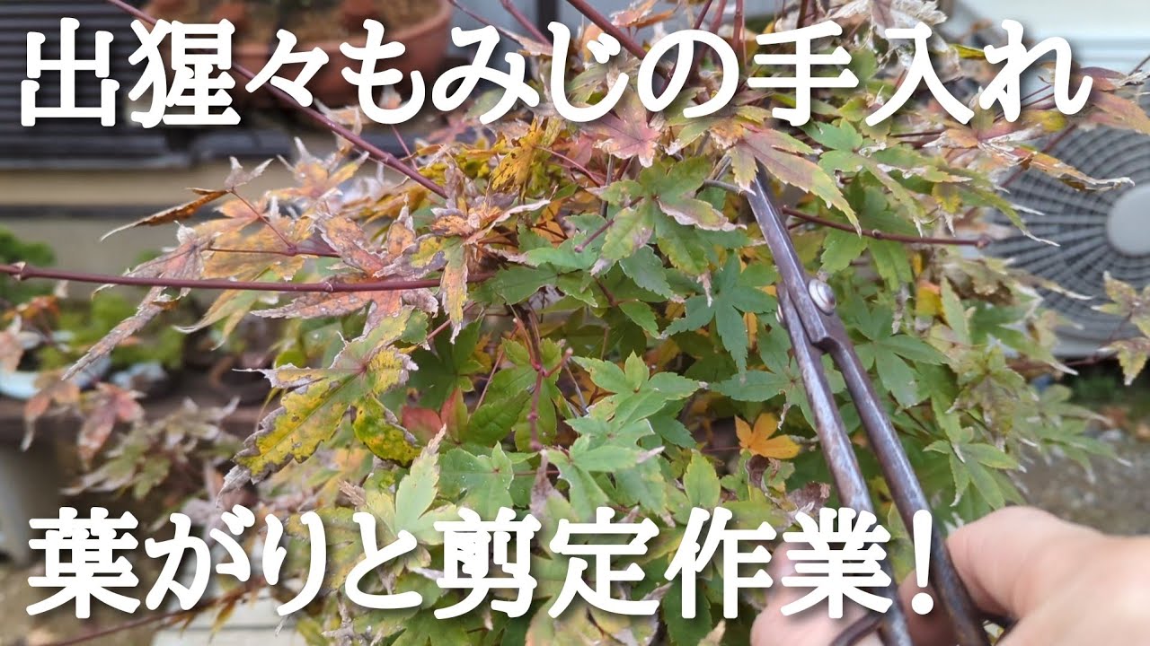 デショウジョモミジ 引き取り限定　抜根もお願いします。 Care of the Deshojo maple tree: leaf removal and pruning! - YouTube
