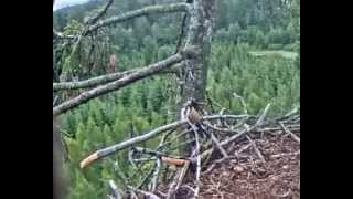 J E2015 07 20 11 11GoldFinchCollectsDownyFeathers