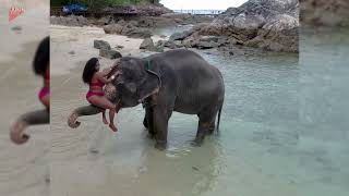 Woman Falls Off Elephant's Trunk While Posing for Photo - 1769201