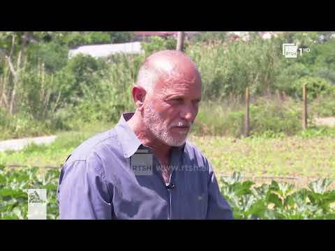 Video: Këshilla për rritjen e kungujve dhe mbjelljen e kungujve të njomë