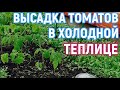 Высаживаю томаты в неотапливаемую  теплицу! Два саженца в лунку!