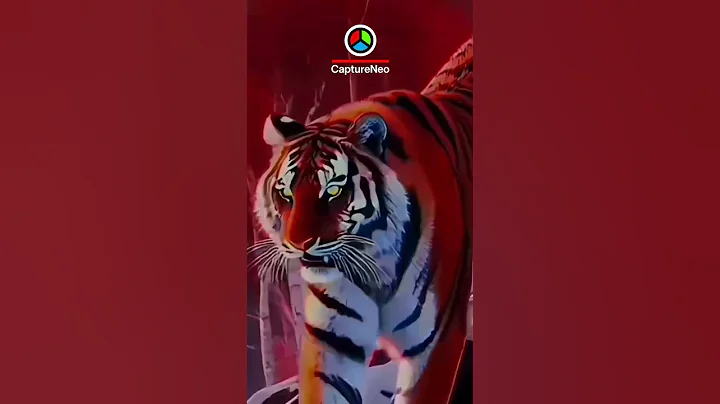 Siberian Tigers: Echoes of Siberia Coming Soon...