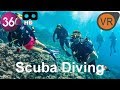 Scuba Diving in 360 Dive in The Crystal Clear Water   360 Video 4K