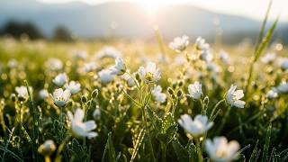 Echo of You 🌤️ | Healing Flute Music | Gentle Morning Relaxation 🌞✨